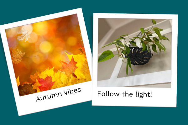 Let There Be Light: Autumn Tips for Happy Houseplants