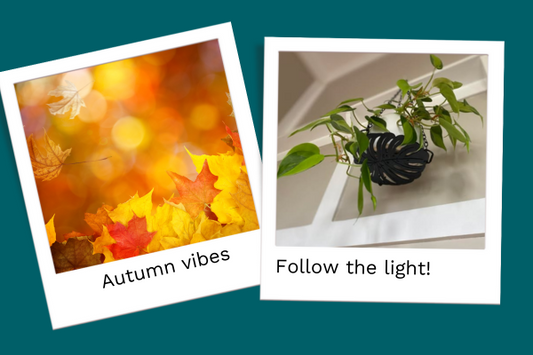 Let There Be Light: Autumn Tips for Happy Houseplants