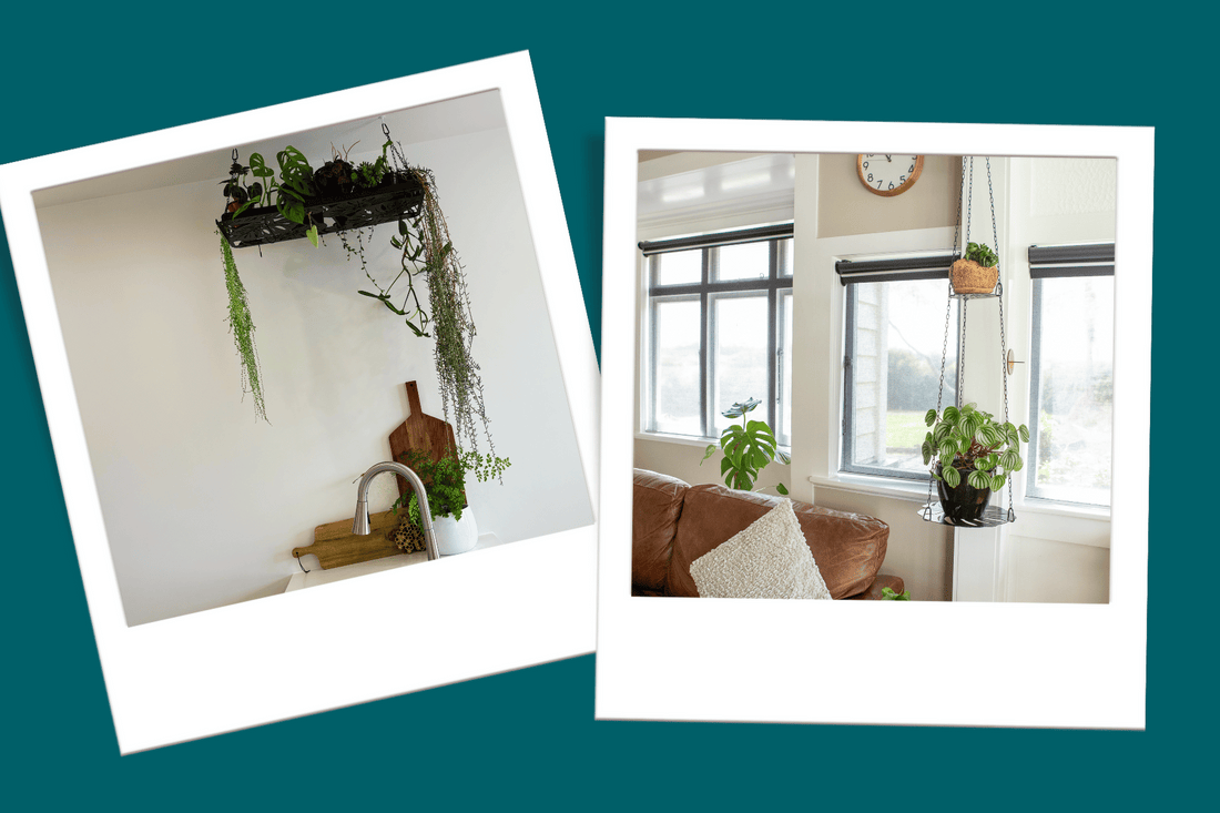 hanging houseplant display ideas