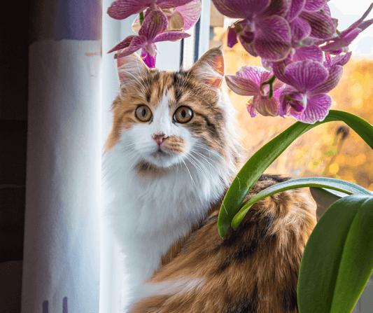 cat with non-toxic pet friendly orchid