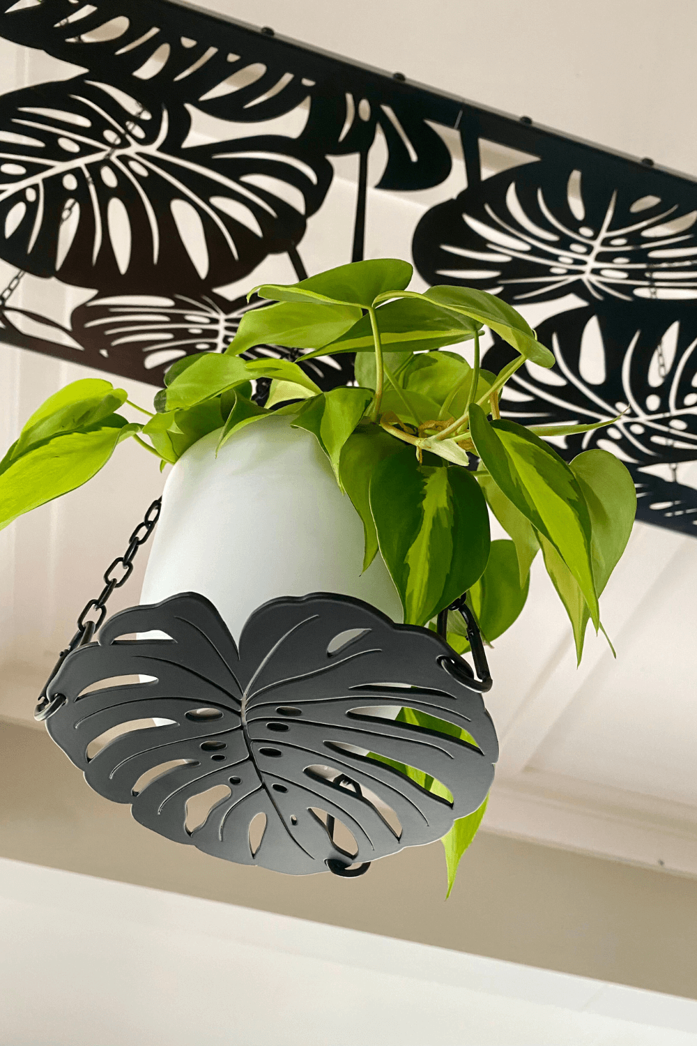 monstera plant holder Individual plant hanger