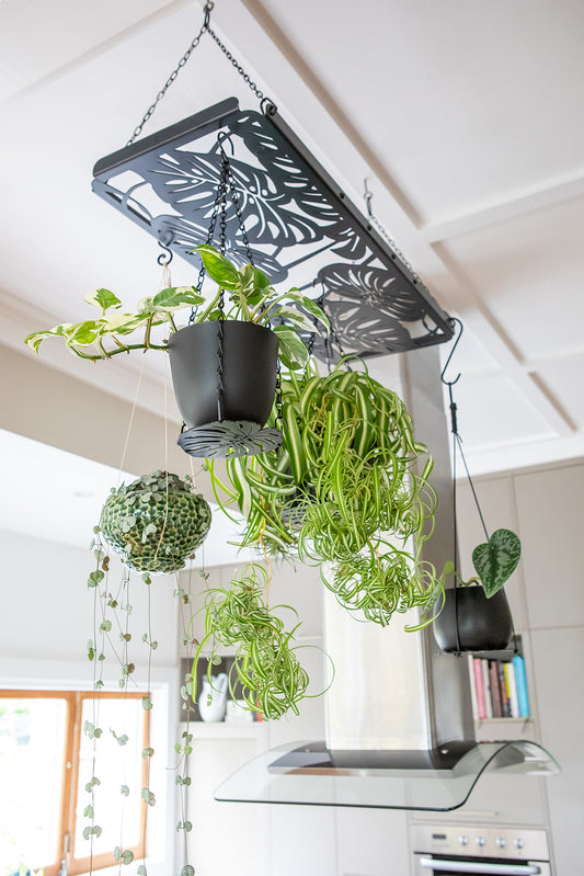 Hanging plant rack for multiple plants