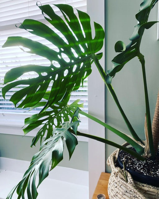 Monstera deliciosa houseplant in morning sun