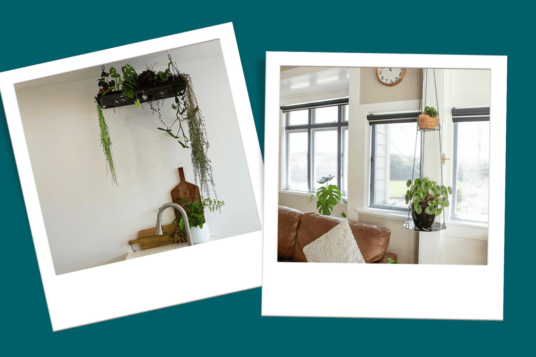 hanging houseplant display ideas