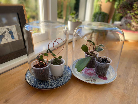 hoya propagation and house plant care in winter