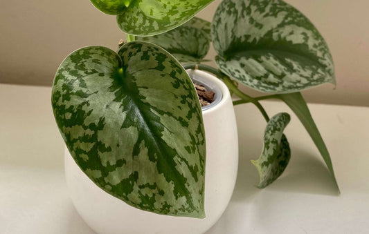 Satin pothos heart shaped leaf Scindapsus pictus