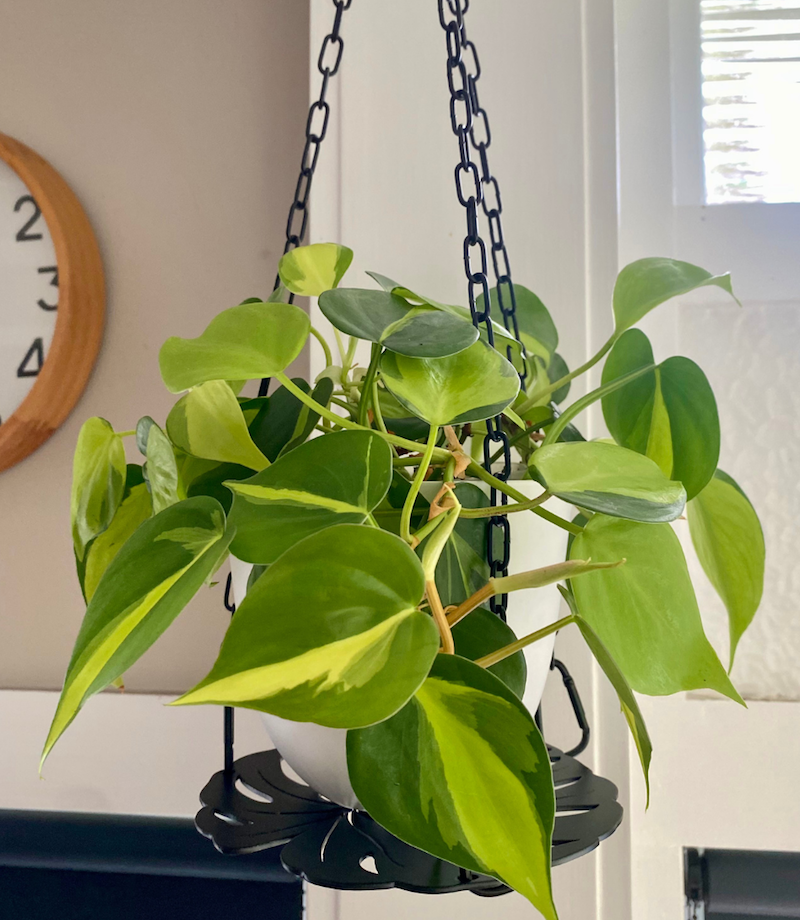 how to hang plants from the ceiling with brasil philodendron