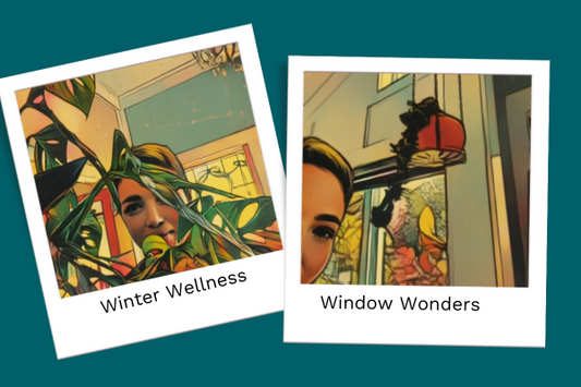 The Winter Window: Creating a Cozy Green Space Indoors