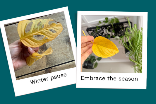 When Leaves Turn Yellow in Winter