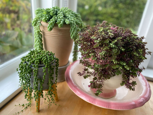 houseplant styling hacks arrange in odd numbers and at varying heights to make your houseplants look good