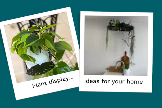 10 Stylish Plant Display Solutions for Every Room in Your Home