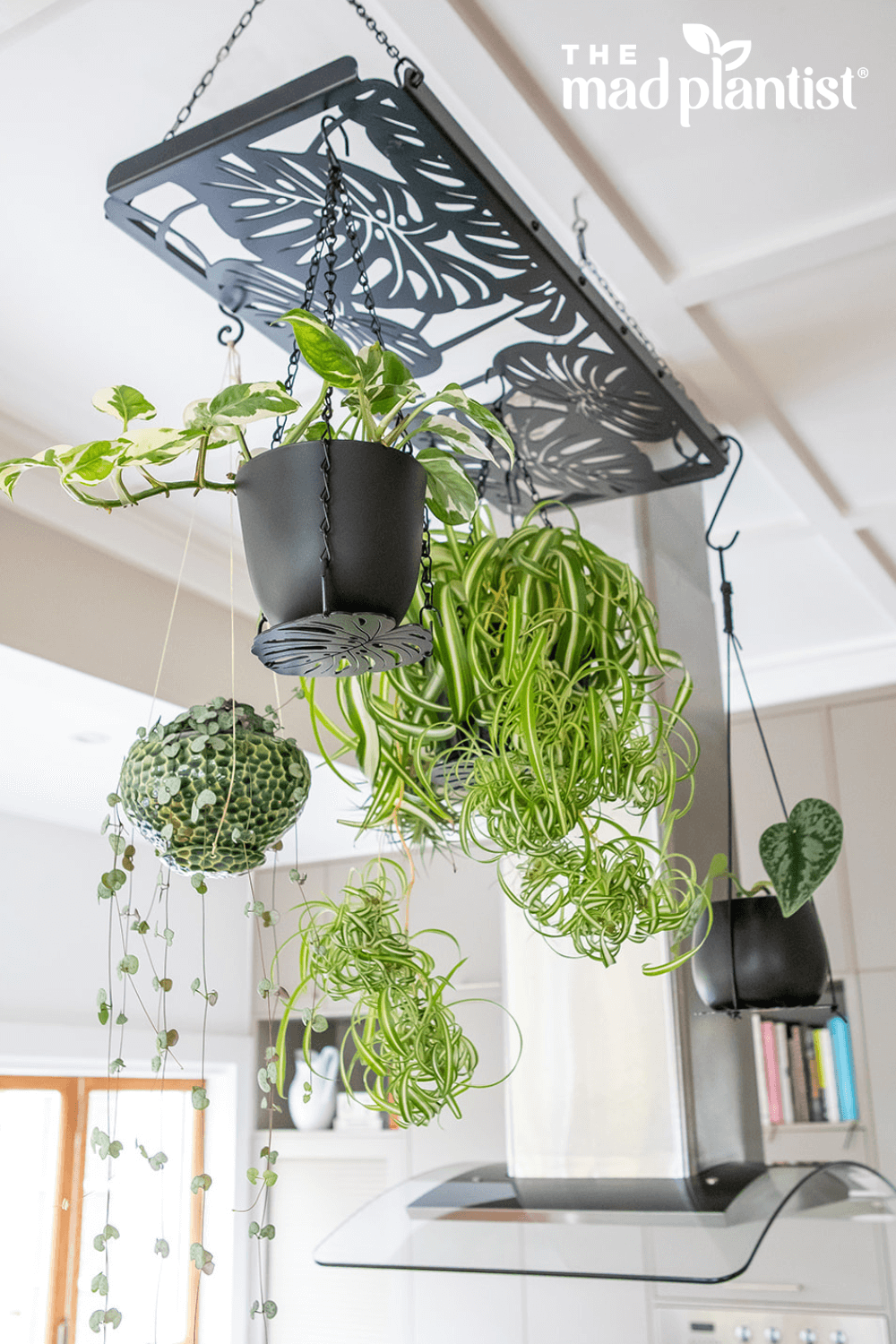 Hanging Racks – The Mad Plantist