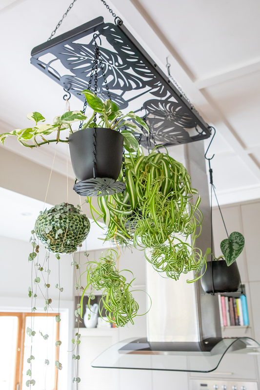hanging plant rack in a monstera deliciosa design with multiple plants displayed satin-pothos string-of-hearts njoy-pothos spider-plant