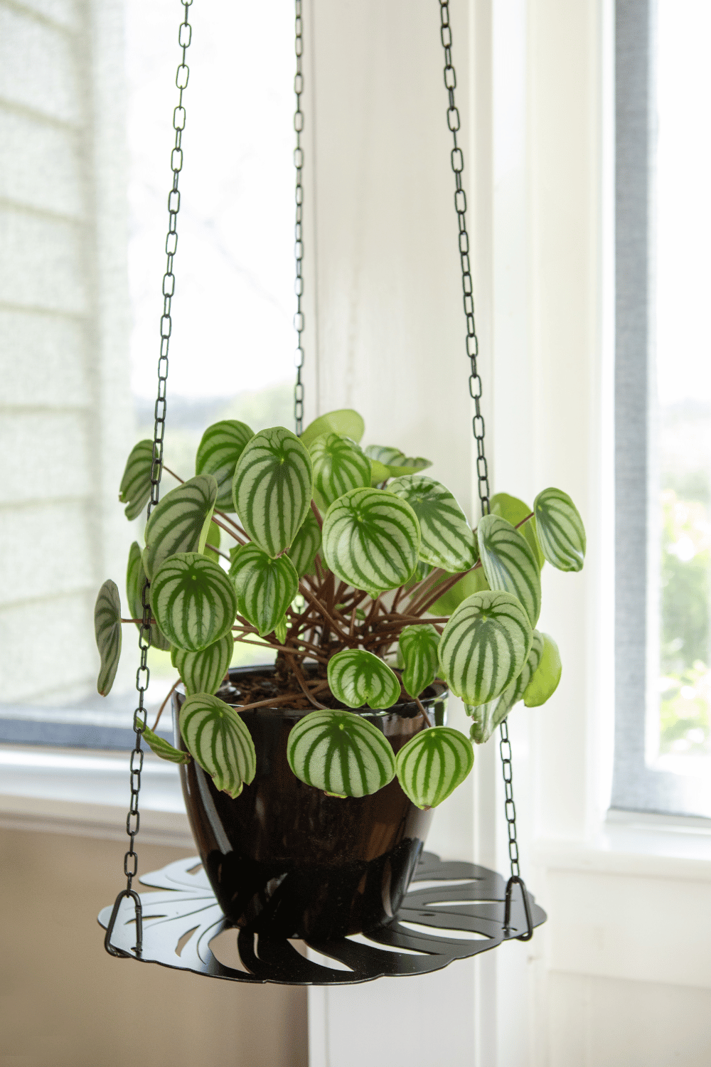 Hanging Plant Rack Black Lasercut Steel with Watermelon Peperomia