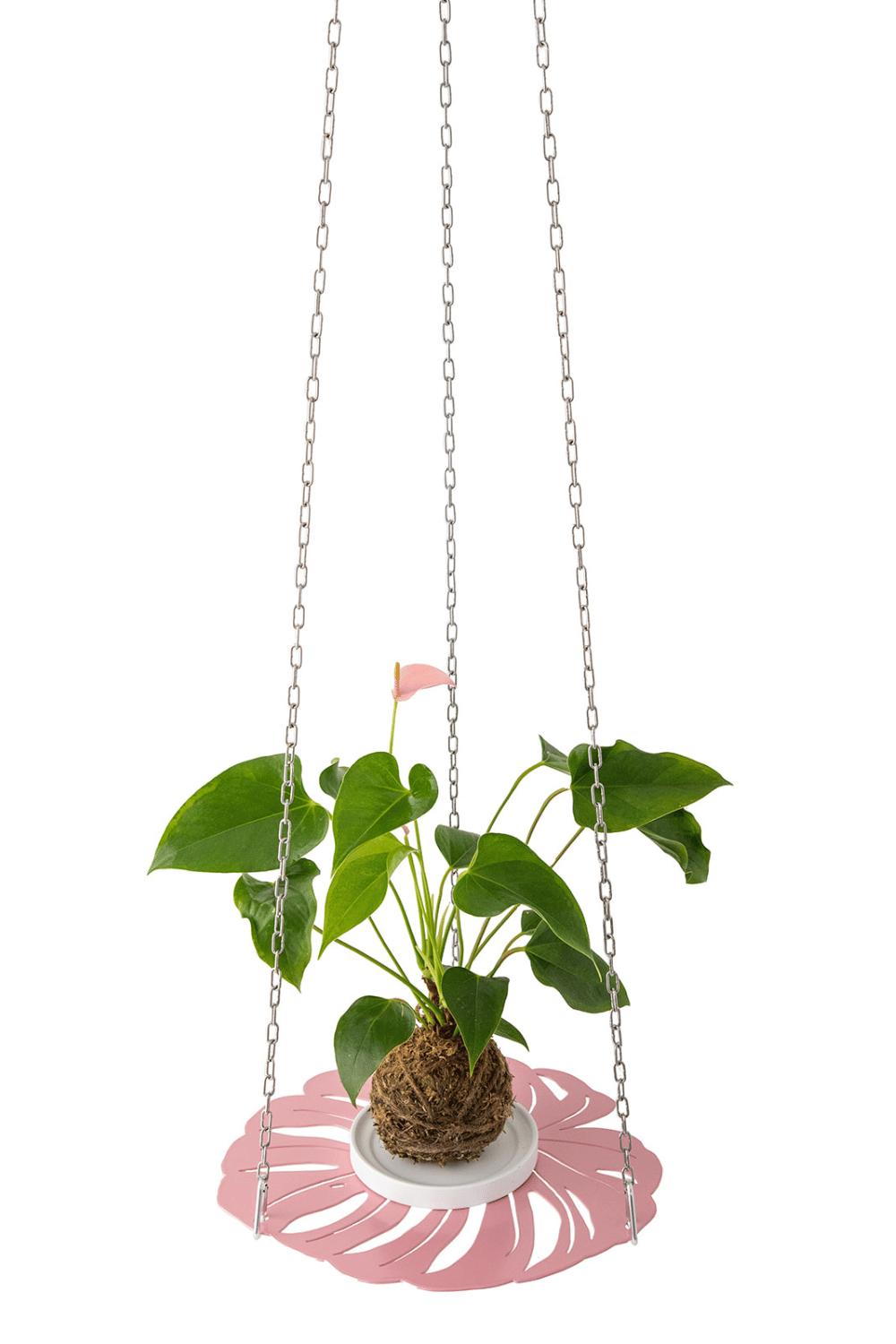 Hanging Plant Tray – The Mad Plantist