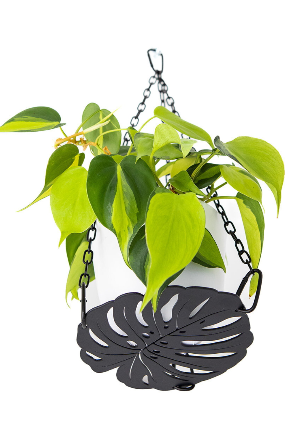 monstera plant hanger decor with brasil-philodendron