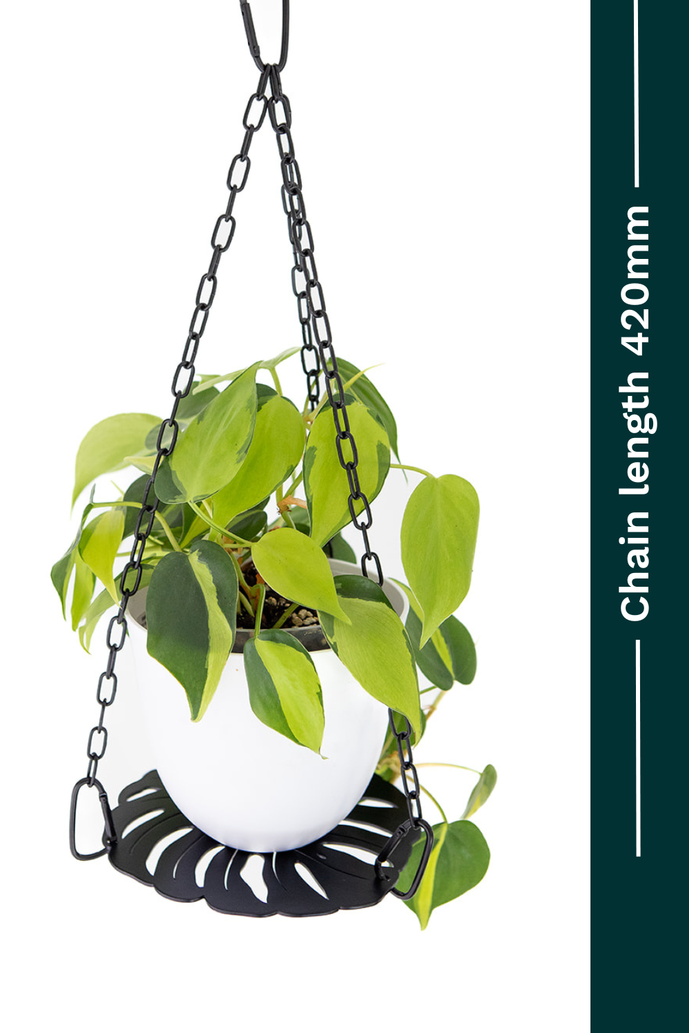 plant hanger with brasil-philo with black chain not macrame