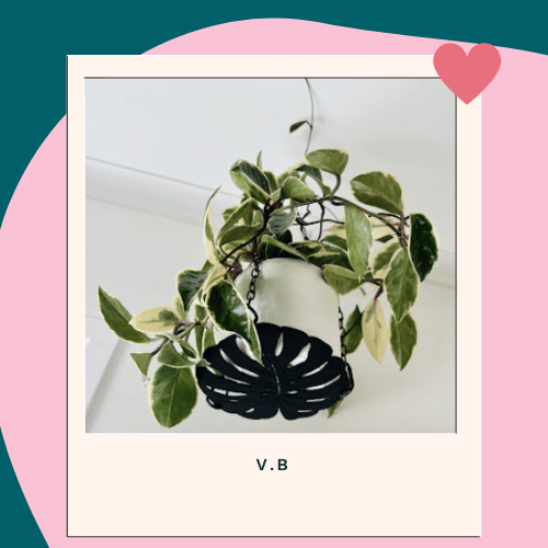 Plant hanger review from V.B