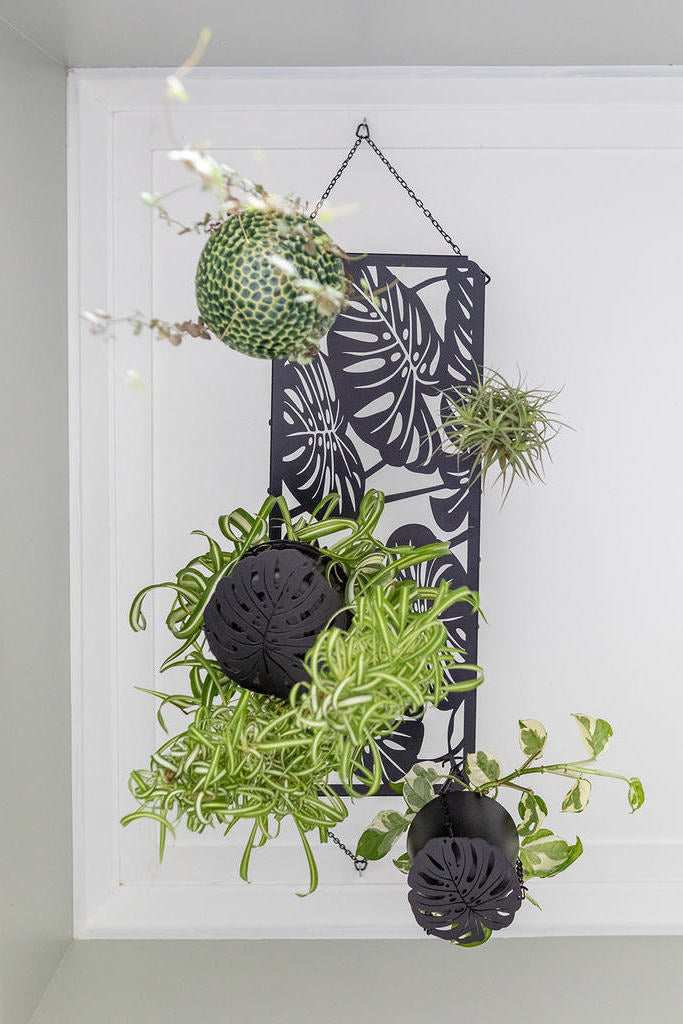 hanging plant rack displaying multiple plants shown from the review from underneath string-of-hearts airplant njoy-pothos curly-spider-plant